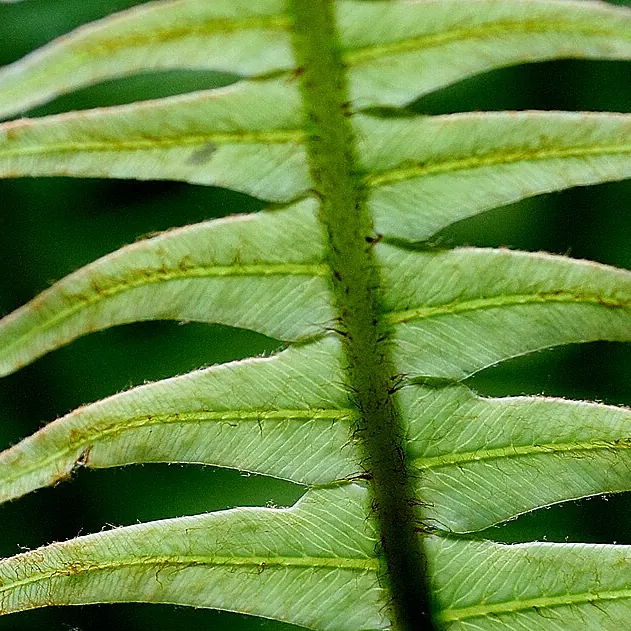 Temporary photo: fern fronds with light behind them