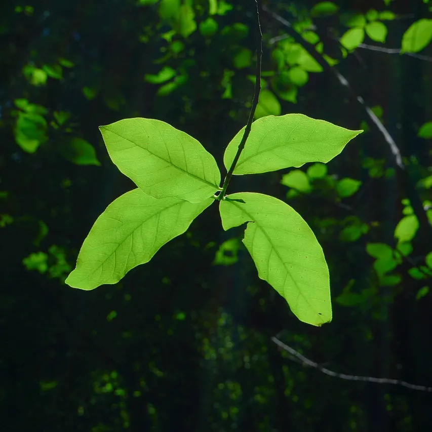 Temporary photo: a bright green leaf in a forest
