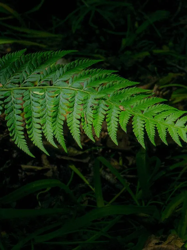 Temporary photo: a fern in the shade
