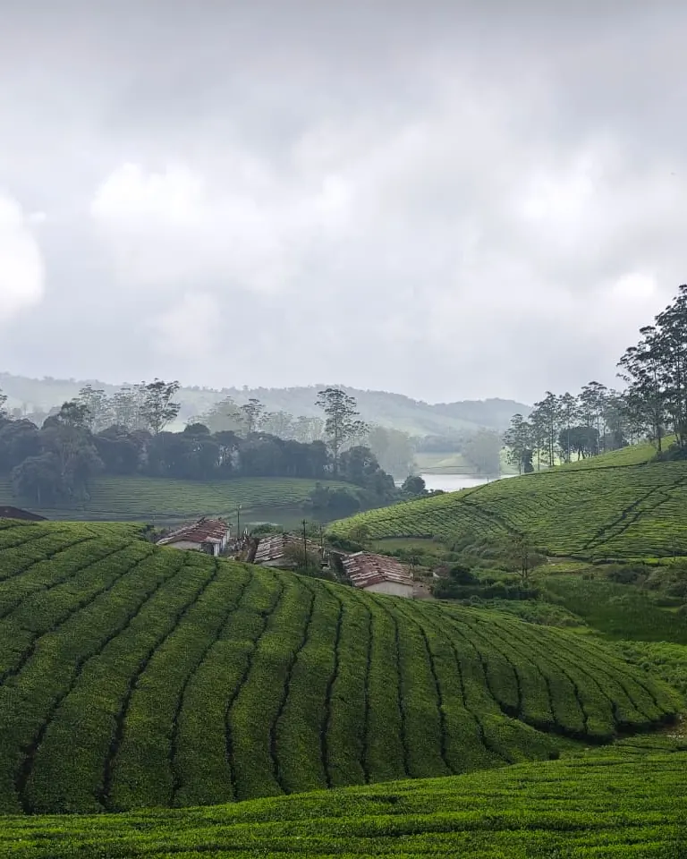 Temporary photo: rolling hills of tea