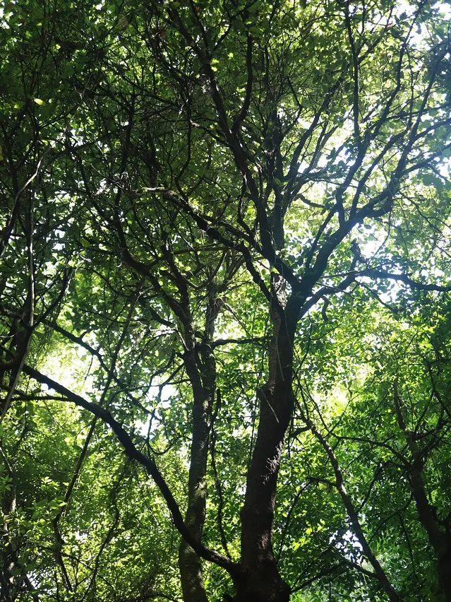 Temporary photo: looking up into a green forest canopy